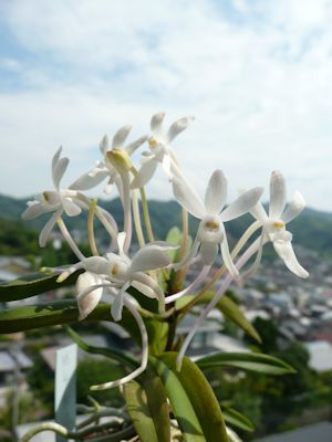 風蘭