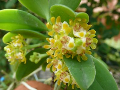 ¥«¥·¥Î¥¥é¥ó (Gastrochilus japonicus)