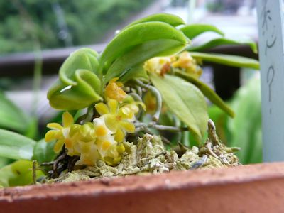¥«¥·¥Î¥¥é¥óÁÇ¿´ (Gastrochilus japonicus f.alba)