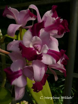 C. Interglossa Mikkabi