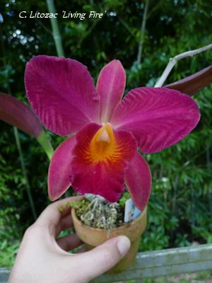 C. Litozac Living Fire