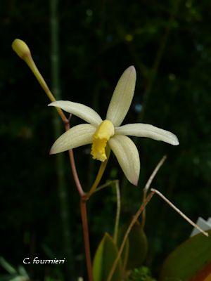 C. fournieri