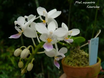 Phal. equestris f.coerulea