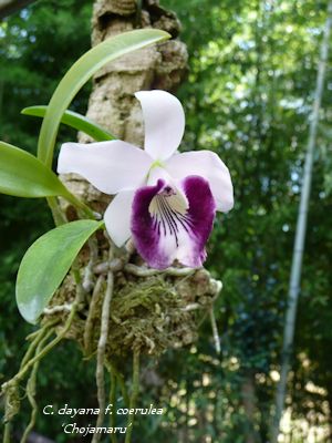 C. dayana f. coerulea ‘Chojamaru’