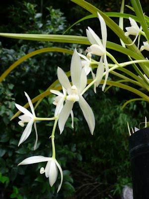 ヘッカラン 素心 (Cym.dayanum f.alba)