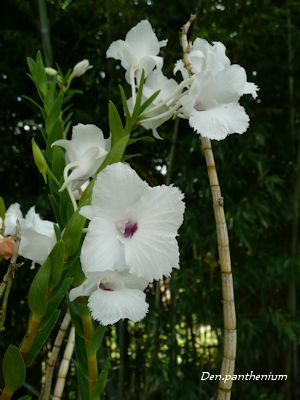 Den.panthenium