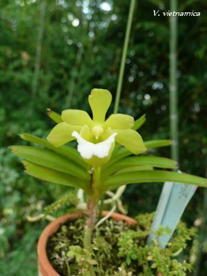 V. vietnamica