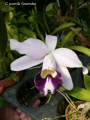 C. pumila f.coerulea