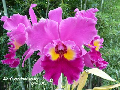 Rlc. Sweet Anniversary Yellow Eye