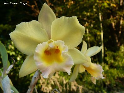 Rlc.Sweet Sugar