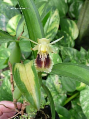 Coel.uniflorum