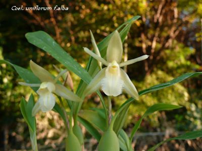 Coel.uniflorum f.alba
