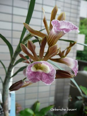 Galeandra baueri
