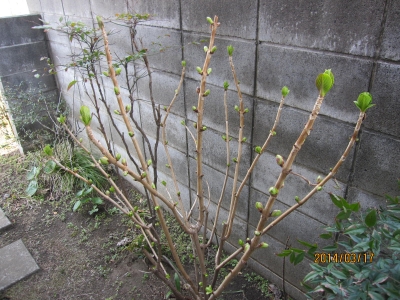 新芽