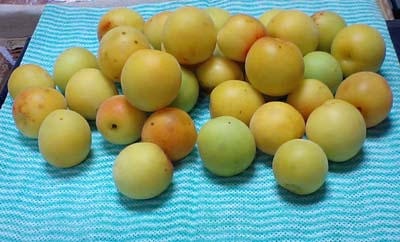 南高梅1kg