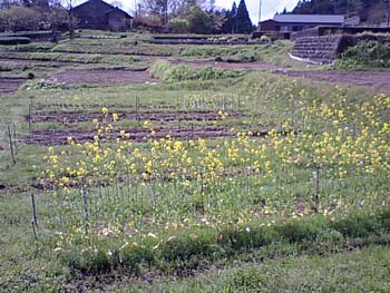 収穫前、花咲マスタード