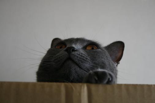 段ボールちよ1