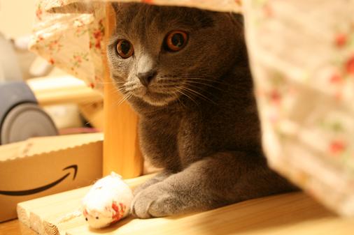 ちよとねずみ1