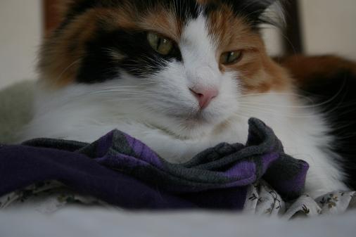 洗濯物の上の猫1