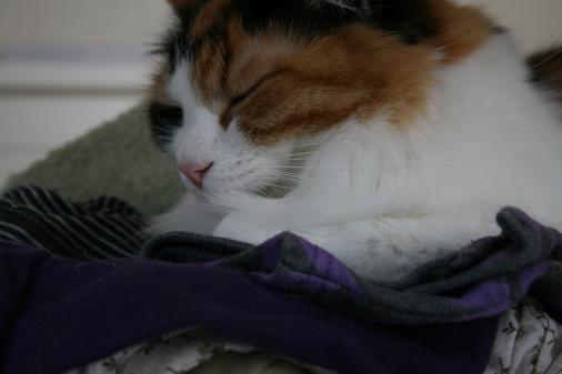 洗濯物の上の猫2