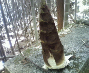 201104291124000.jpg