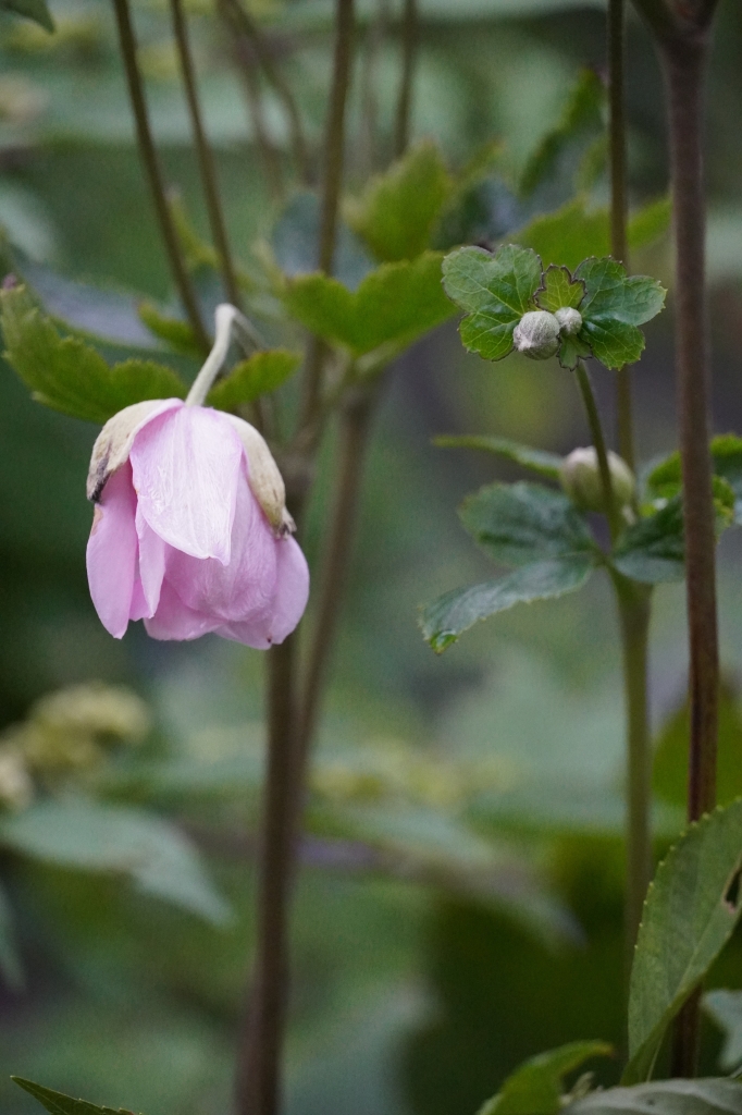 夏から秋へ 境内の草花 御同朋 御同行として生きる 光受寺