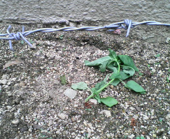 20070617_310266.jpg