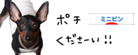 にほんブログ村 犬ブログ ミニピンへ