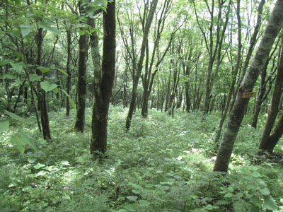 天狗高原の森