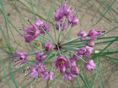 らっきょの花