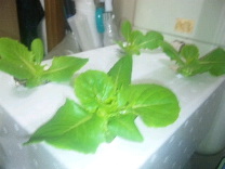 ガーデンレタスミックス 室内でお野菜を水耕栽培