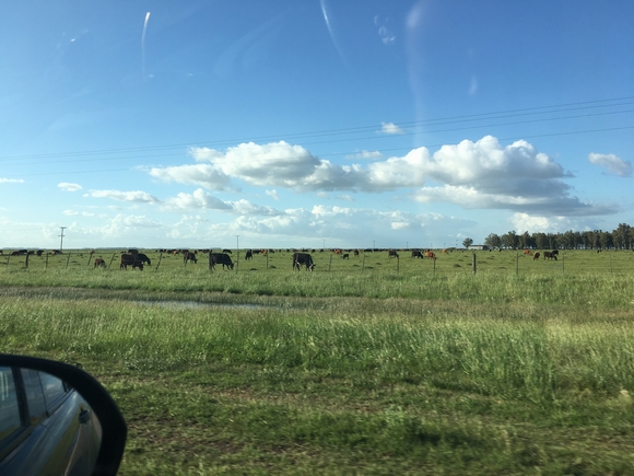 vaca