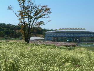 万博公園コスモス畑