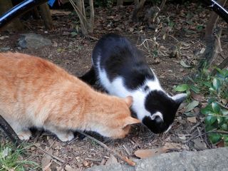 内宮おはらい町の猫