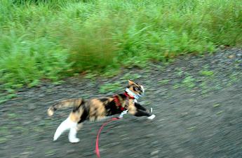 本村伸子獣医師横浜セミナー 手作りごはん編 キャンプ猫ｇａｖｉ健康手帳 キャンプ猫ｇａｖｉ別館