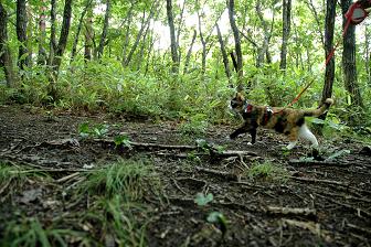 ノミとダニ T T キャンプ猫ｇａｖｉ健康手帳 キャンプ猫ｇａｖｉ別館