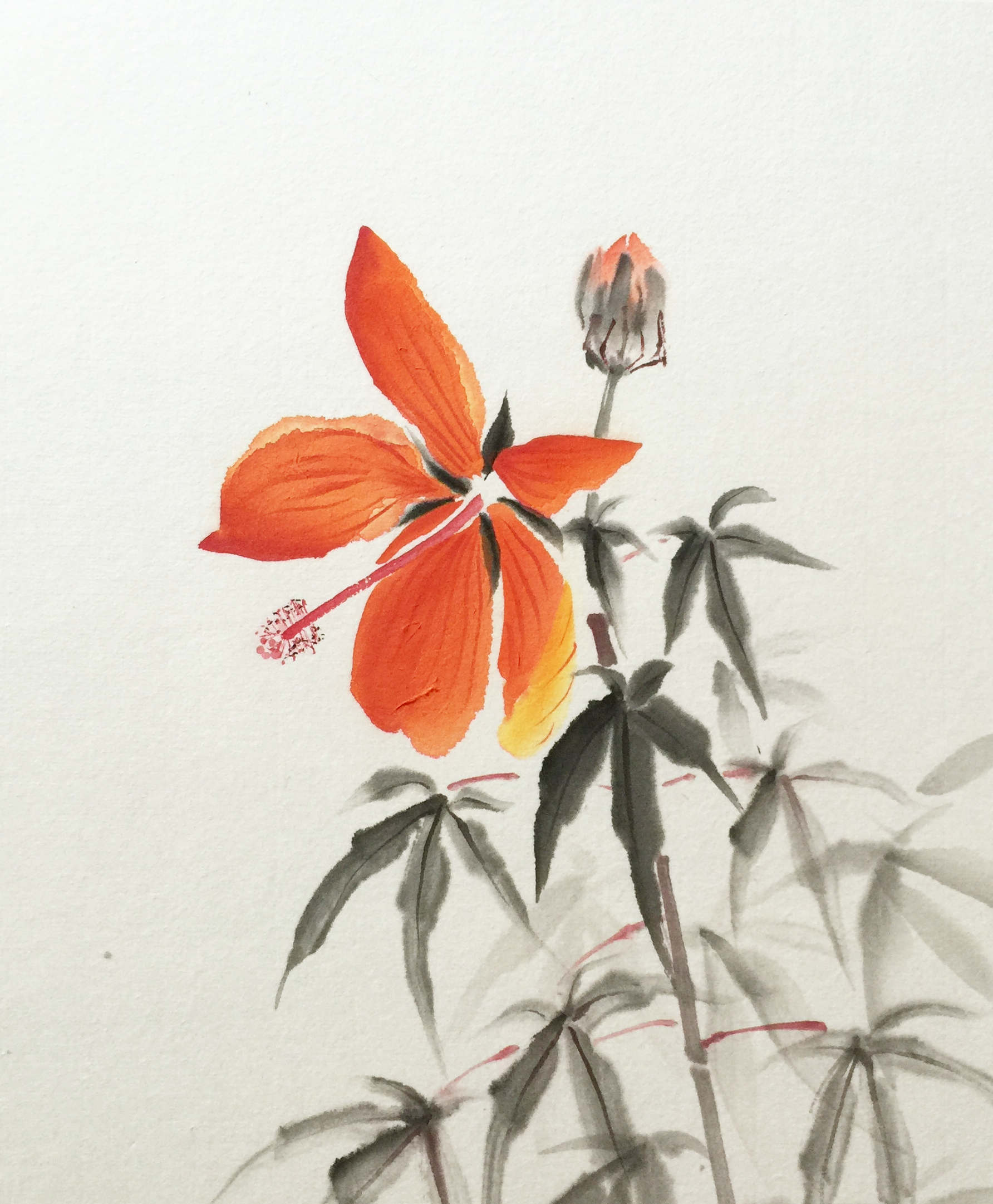 水墨画の花（墨彩画）・もみじ葵・竜胆 | 綺麗でしょ！「花のスケッチ」