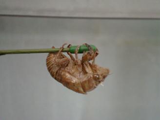 鉄棒中?