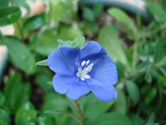 やっと咲いた青い花