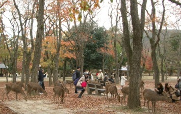 sika