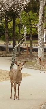 sika