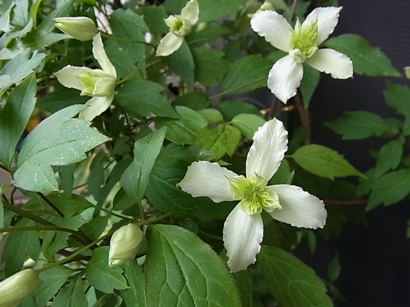 jini-2