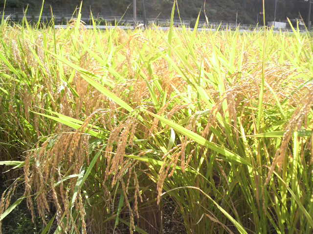 2009091909140000.jpg