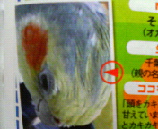 草の根活動中そら