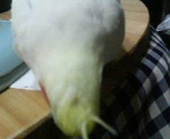 かたつむりミィちゃん