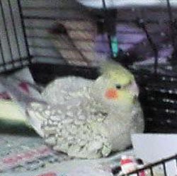 頑張るサイちゃん