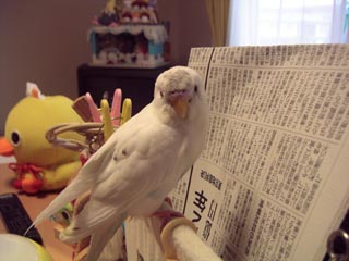 頑張ってまちゅよ