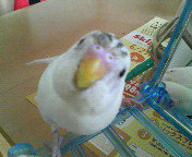 ごましお頭乱れる