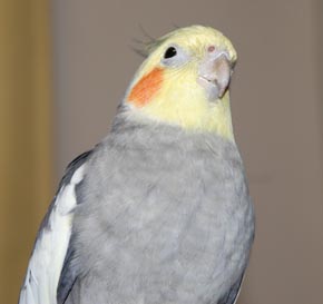 ぼくも元気!