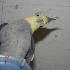 何見てるイカか?